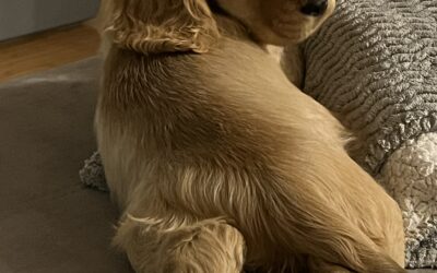 Tko više prlja? Kanarinac, pas ili muž?